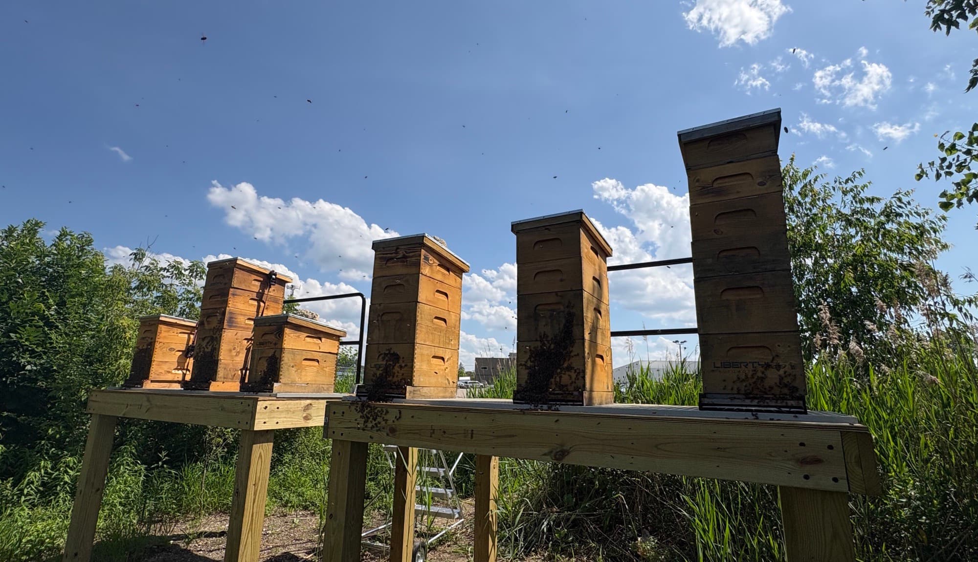 The six beehives on stands at the Liberty Automotive campus, bees flying overhead