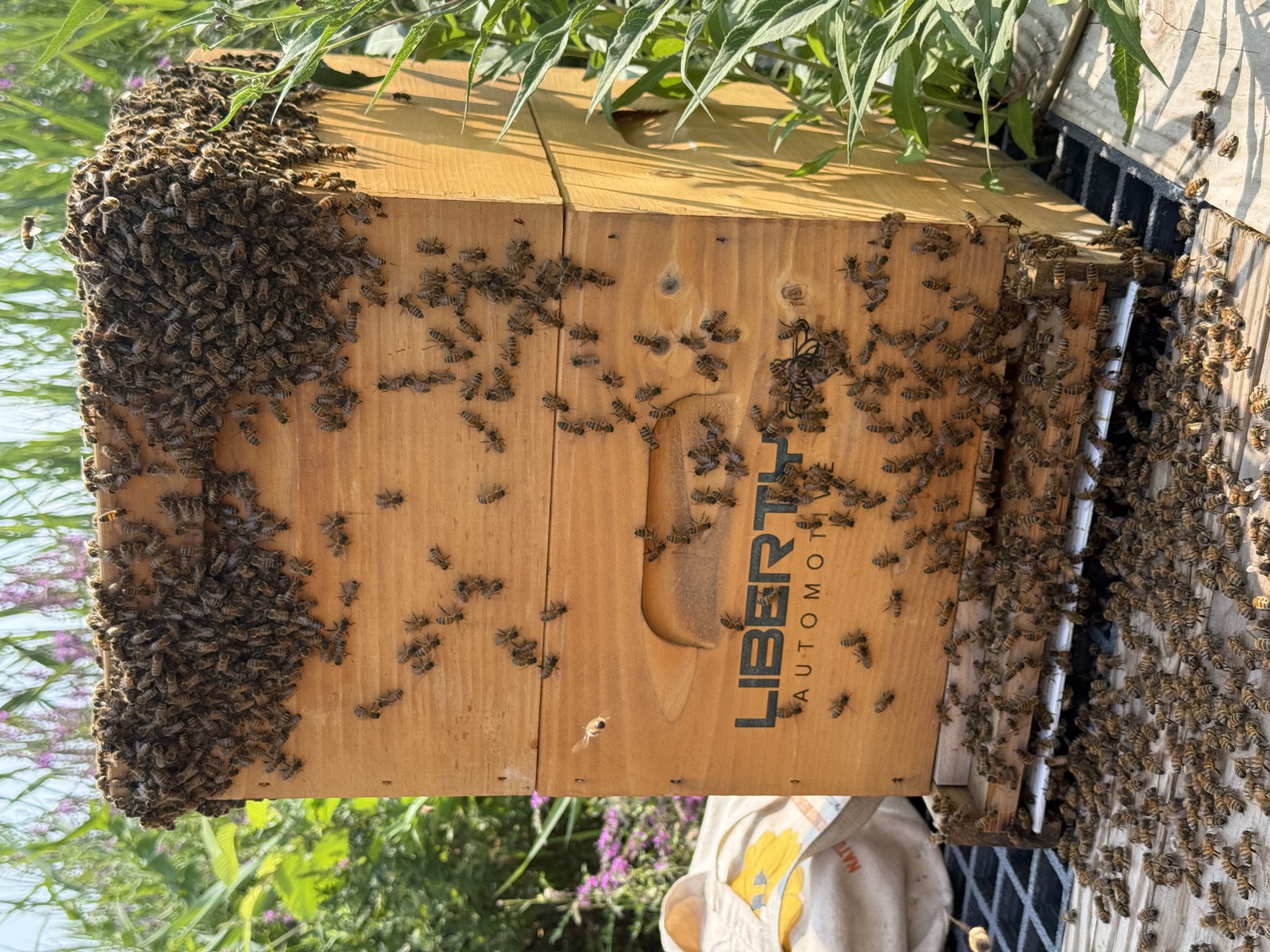 Honeybees covering the frames of a Liberty-branded beehive